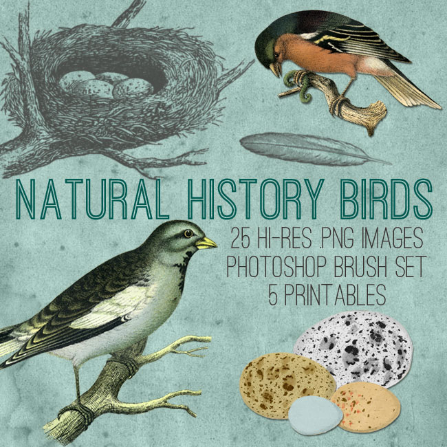 natural_history_birds_front_graphicsfairy